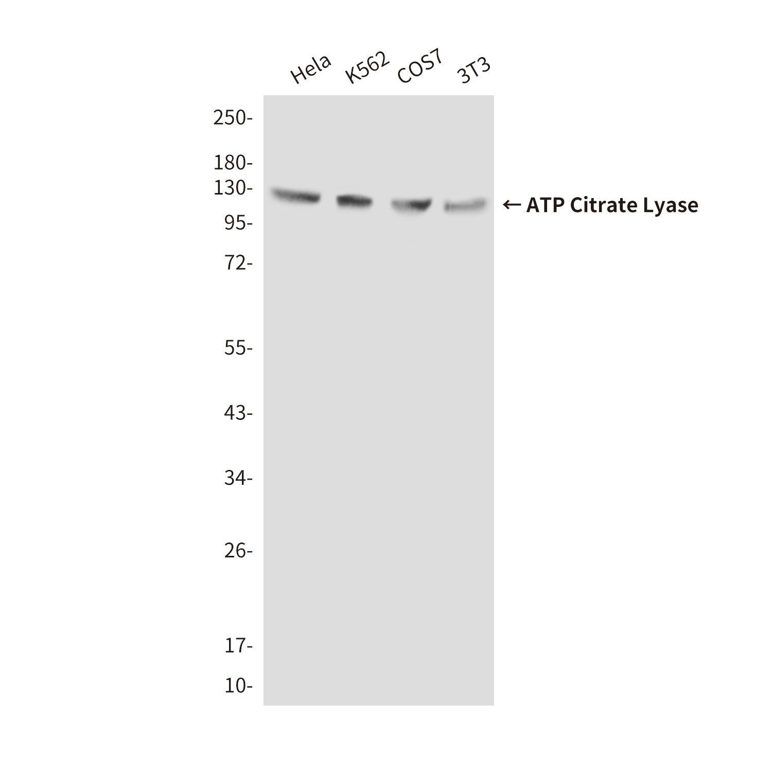 Anti-ATP Citrate Lyase (3D9) Mouse Monoclonal Antibody