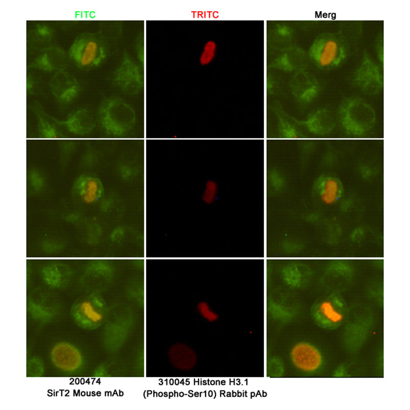Anti-SIRT2 (1D4) Mouse Monoclonal Antibody