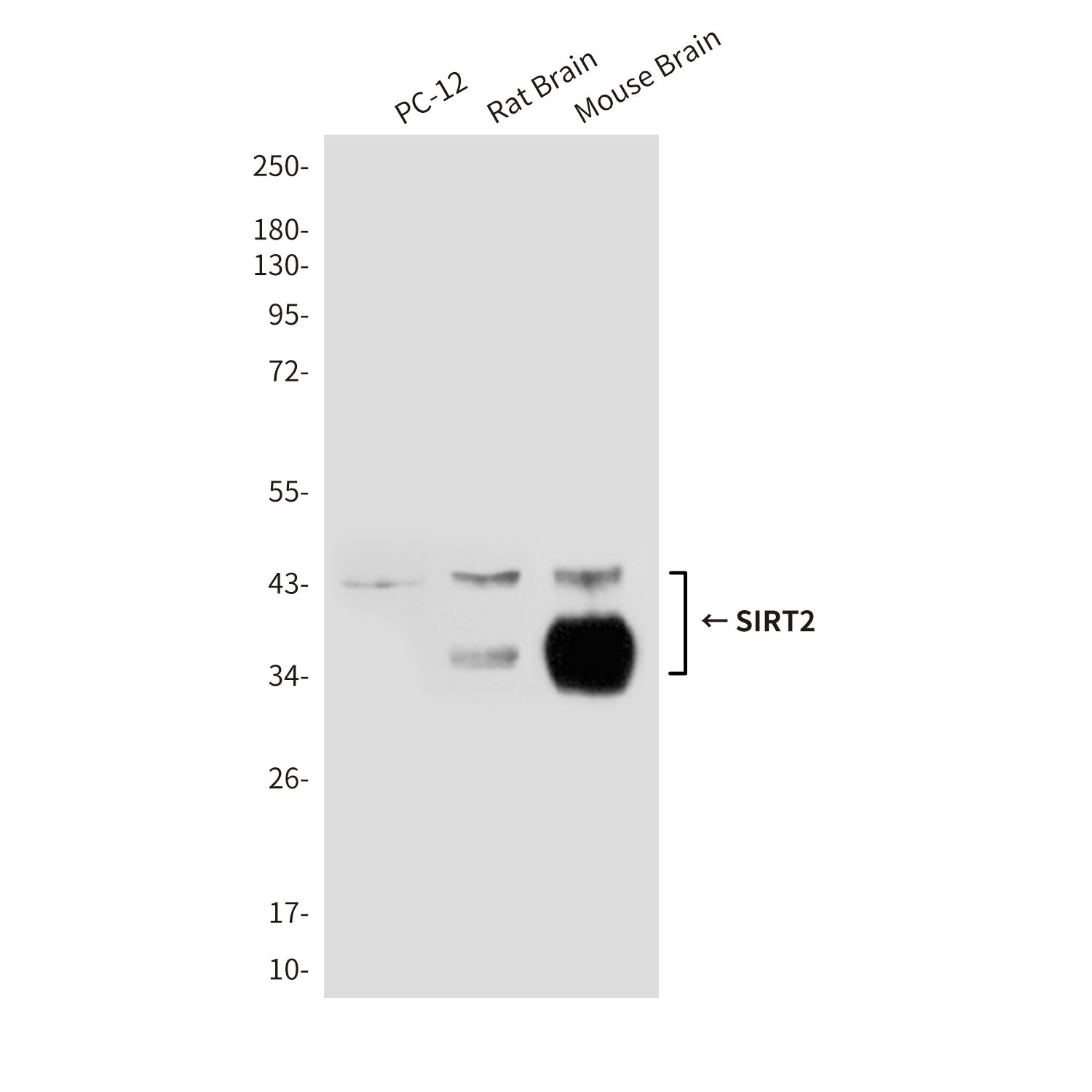 Anti-SIRT2 (1D4) Mouse Monoclonal Antibody