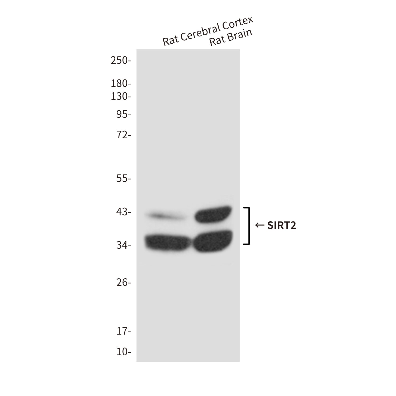 Anti-SIRT2 (1D4) Mouse Monoclonal Antibody