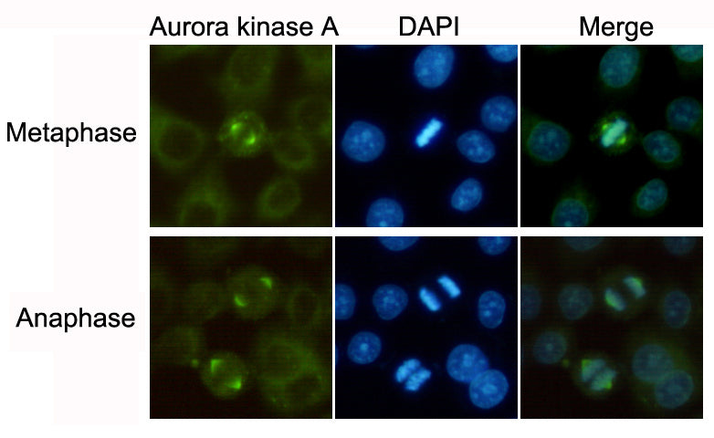 Anti-Aurora A (2E3) Mouse Monoclonal Antibody