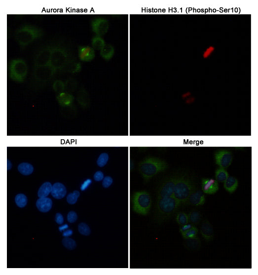 Anti-Aurora A (2E3) Mouse Monoclonal Antibody