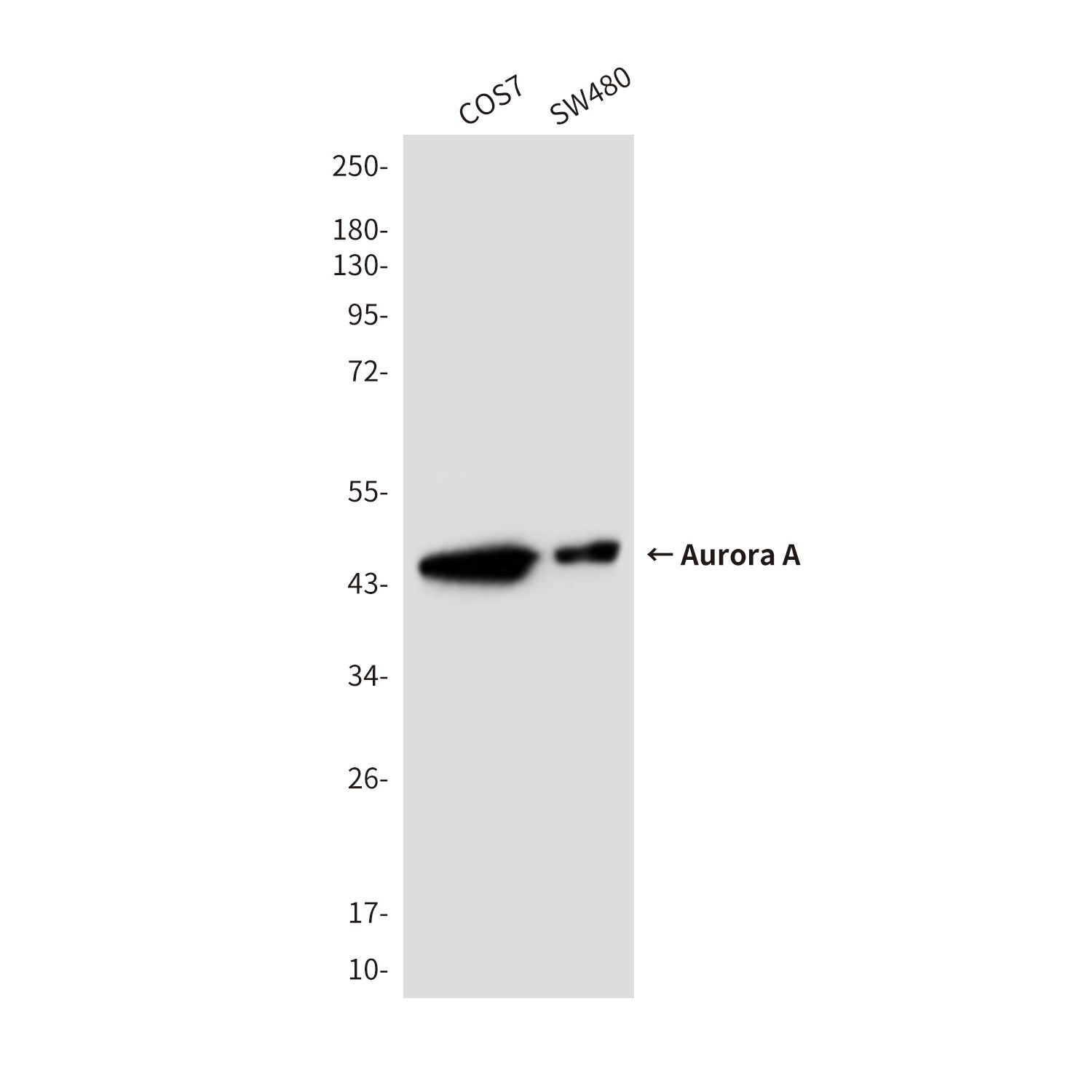 Anti-Aurora A (2E3) Mouse Monoclonal Antibody