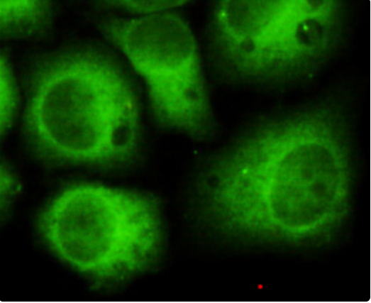Anti-CDK5 (2E8) Mouse Monoclonal Antibody