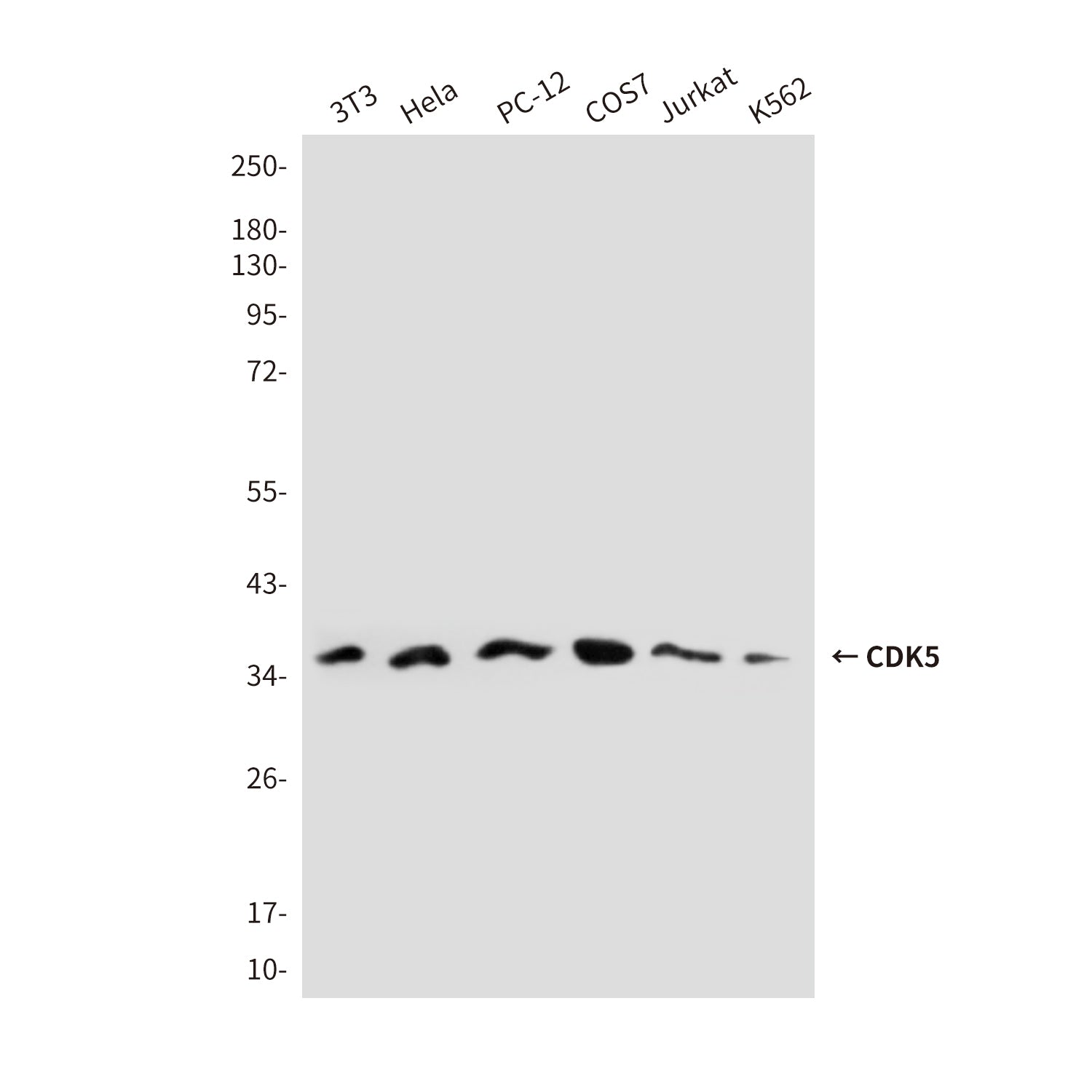Anti-CDK5 (2E8) Mouse Monoclonal Antibody