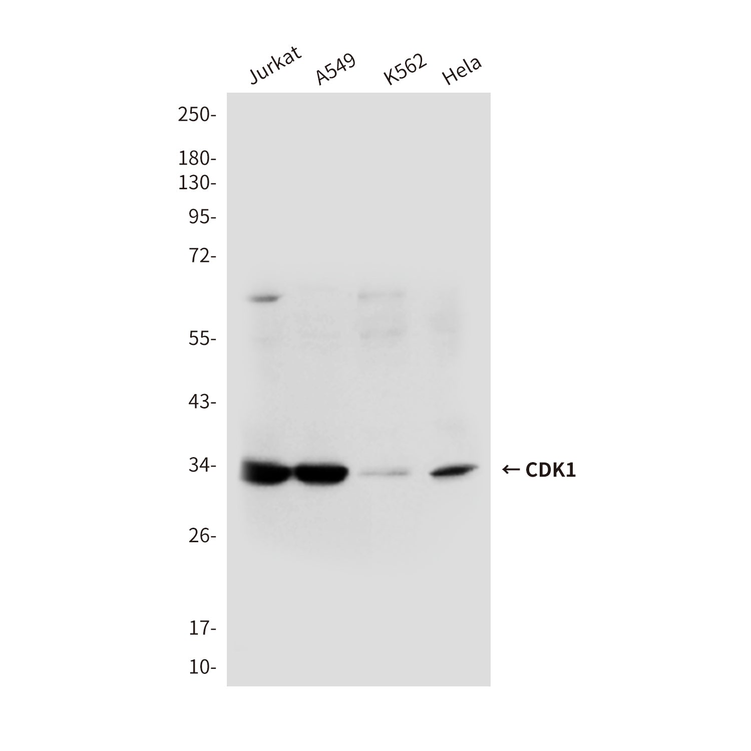 Anti-CDK1 (3B9) Mouse Monoclonal Antibody
