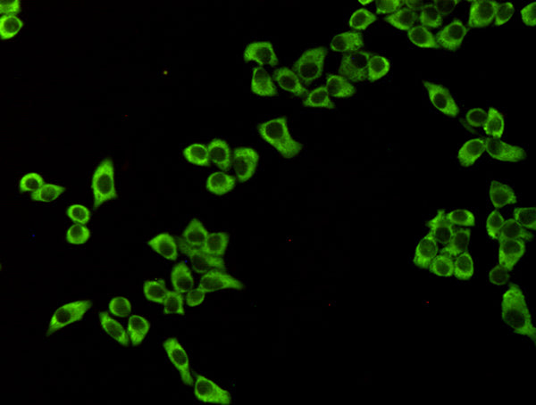 Anti-Elongation factor 2 (4B3) Mouse Monoclonal Antibody