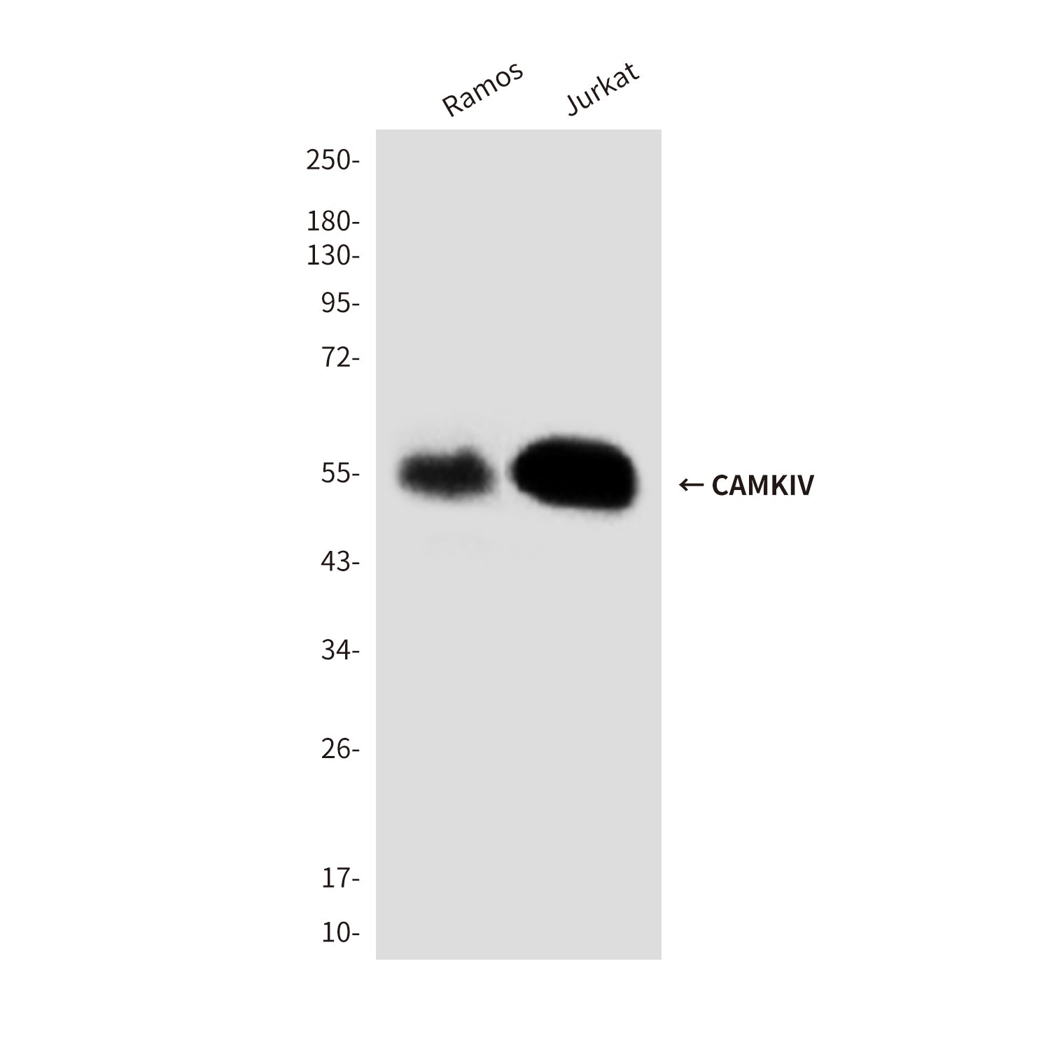 Anti-CAMKIV (3C10) Mouse Monoclonal Antibody