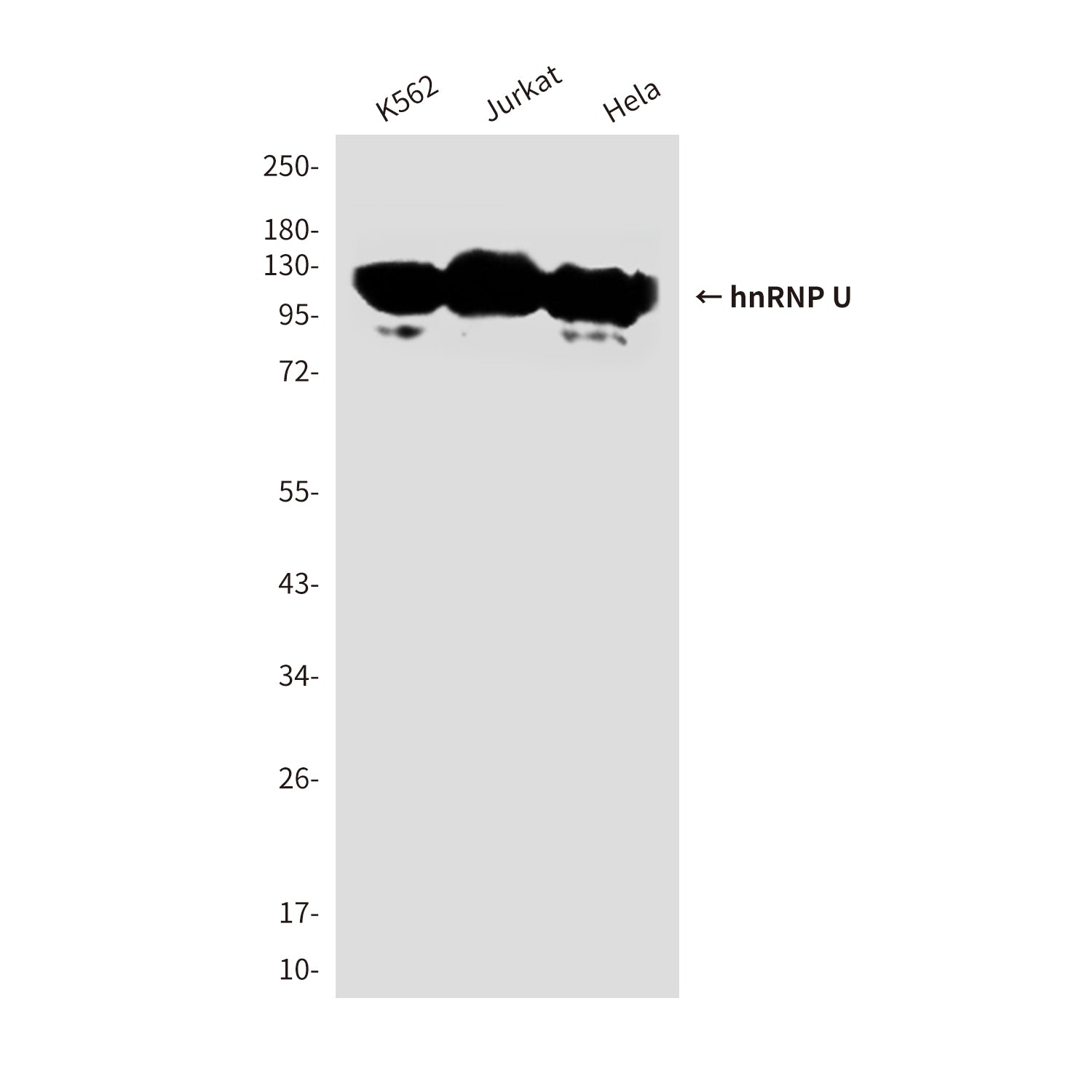 Anti-hnRNP U (1B11) Mouse Monoclonal Antibody