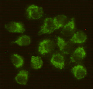 Anti-FYN (4B8) Mouse Monoclonal Antibody