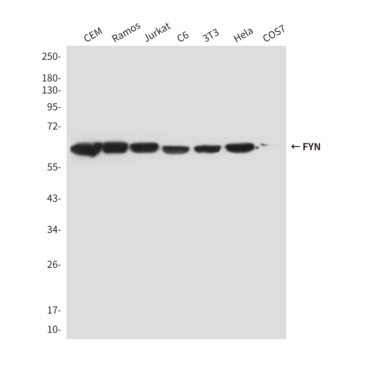 Anti-FYN (4B8) Mouse Monoclonal Antibody