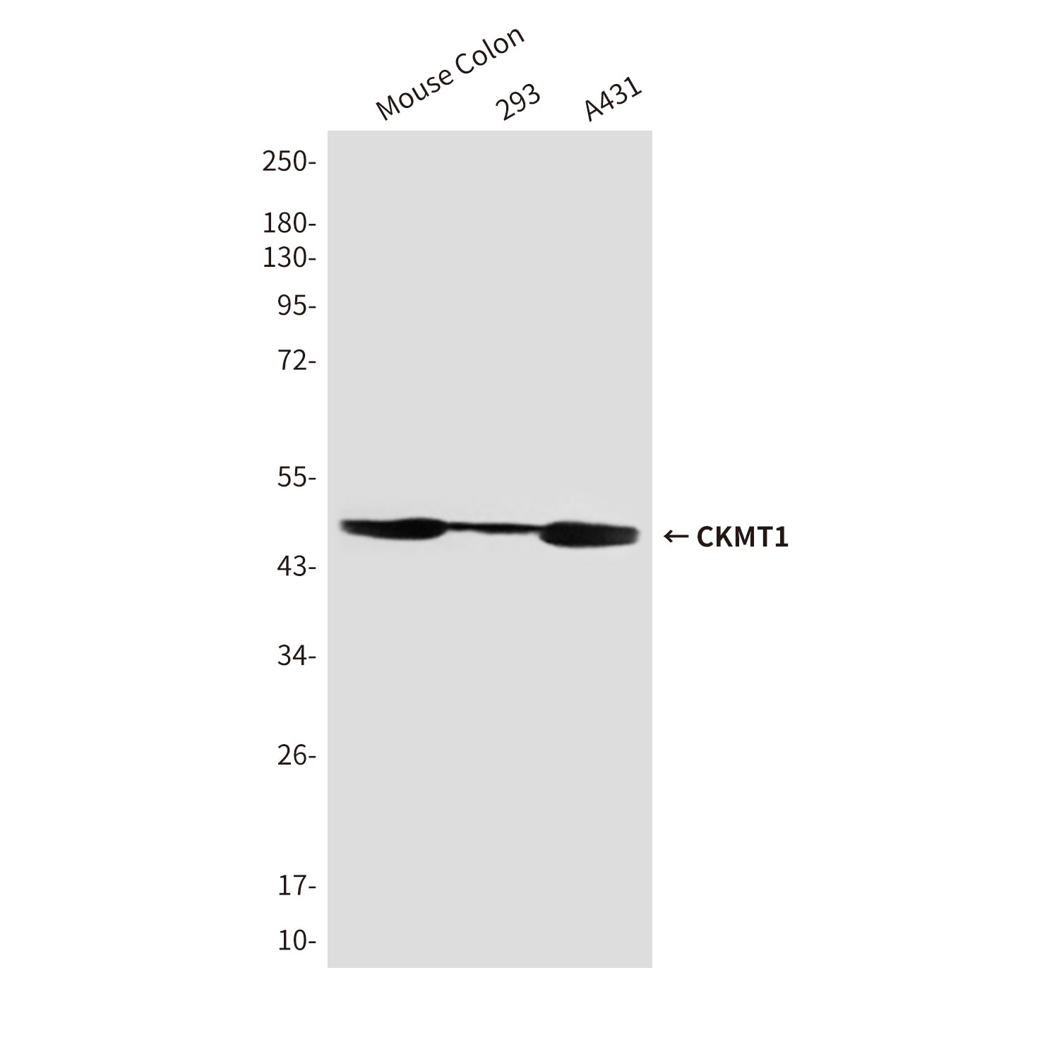 Anti-CKMT1 (1A6) Mouse Monoclonal Antibody