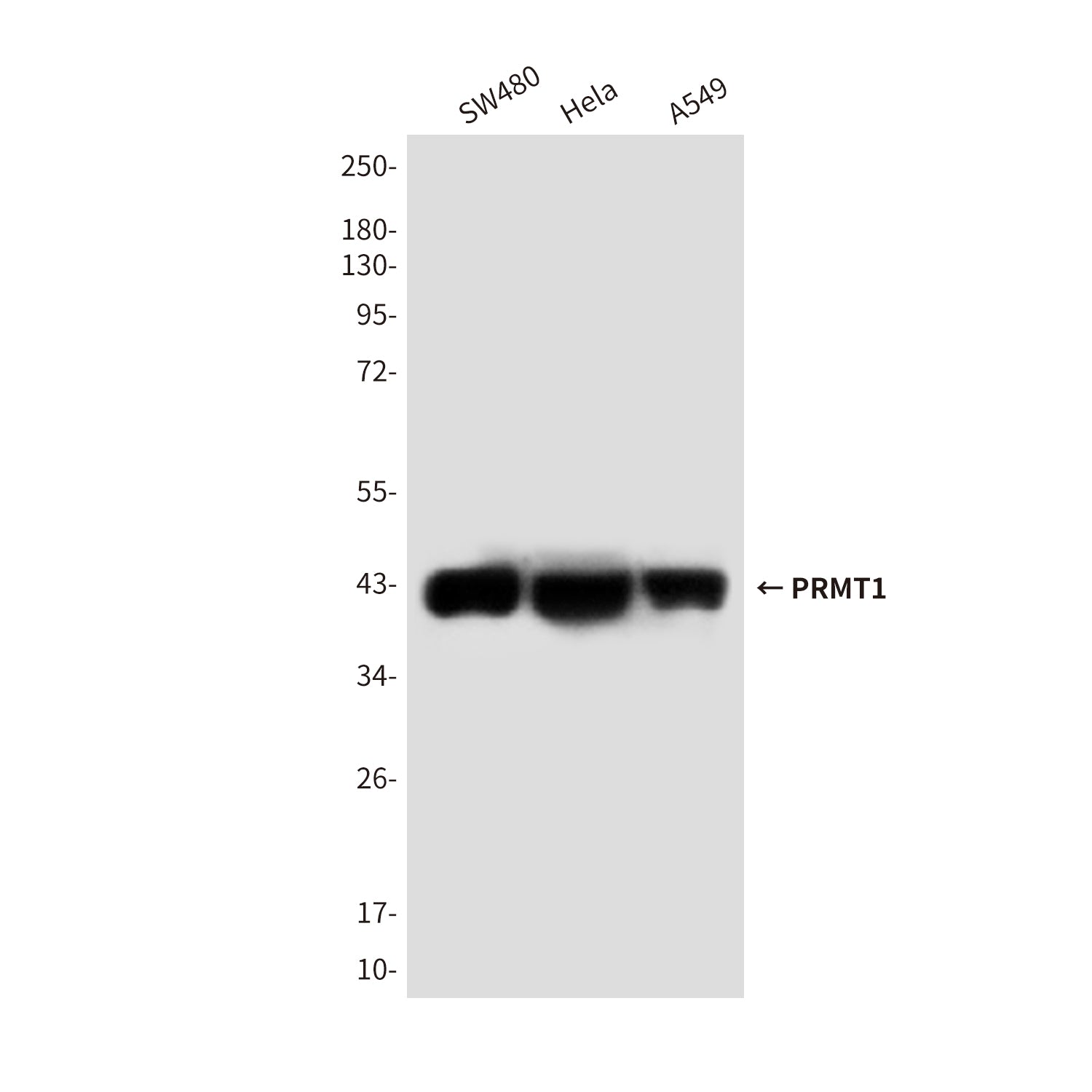 Anti-PRMT1 (4E9) Mouse Monoclonal Antibody