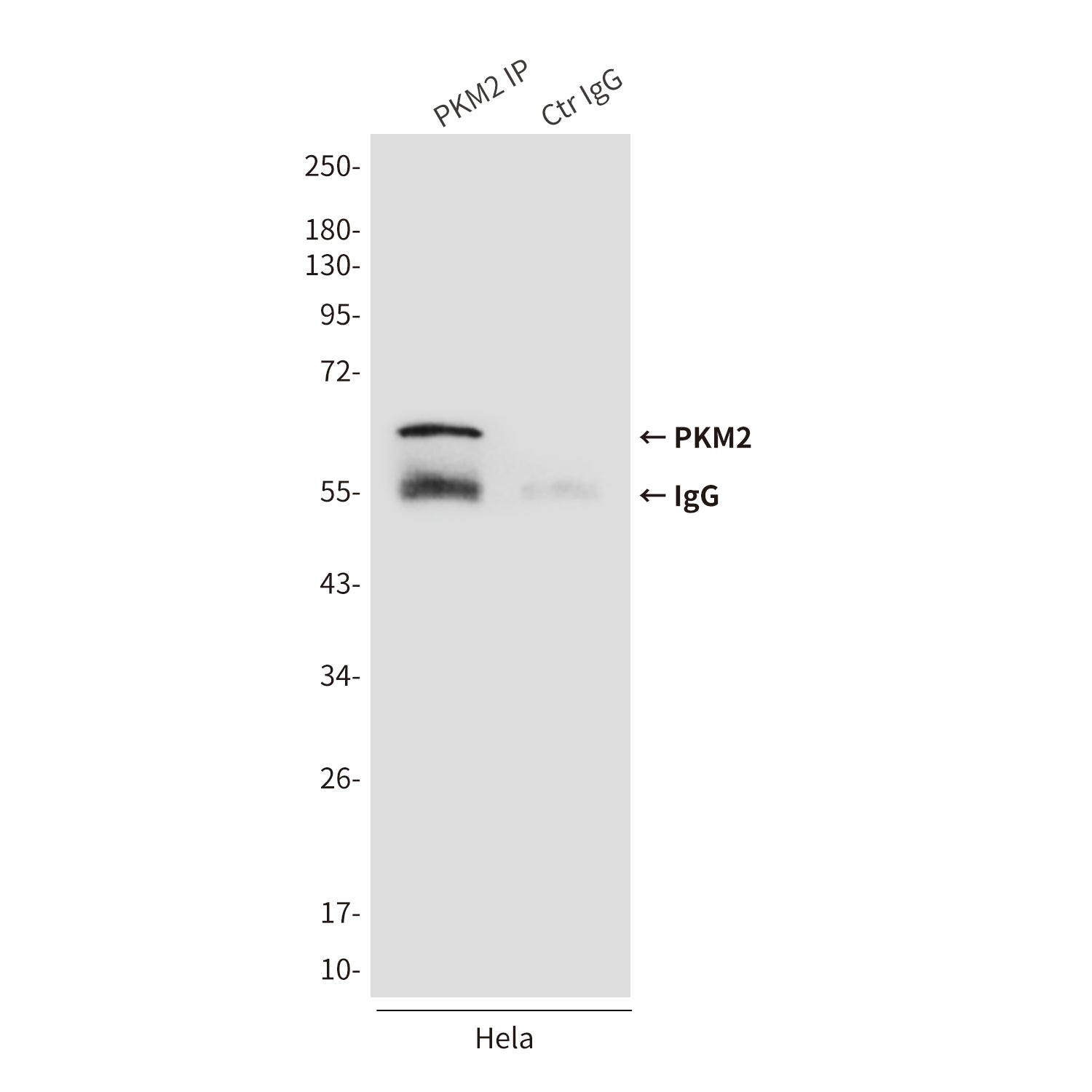 Anti-PKM2 (1F2) Mouse Monoclonal Antibody