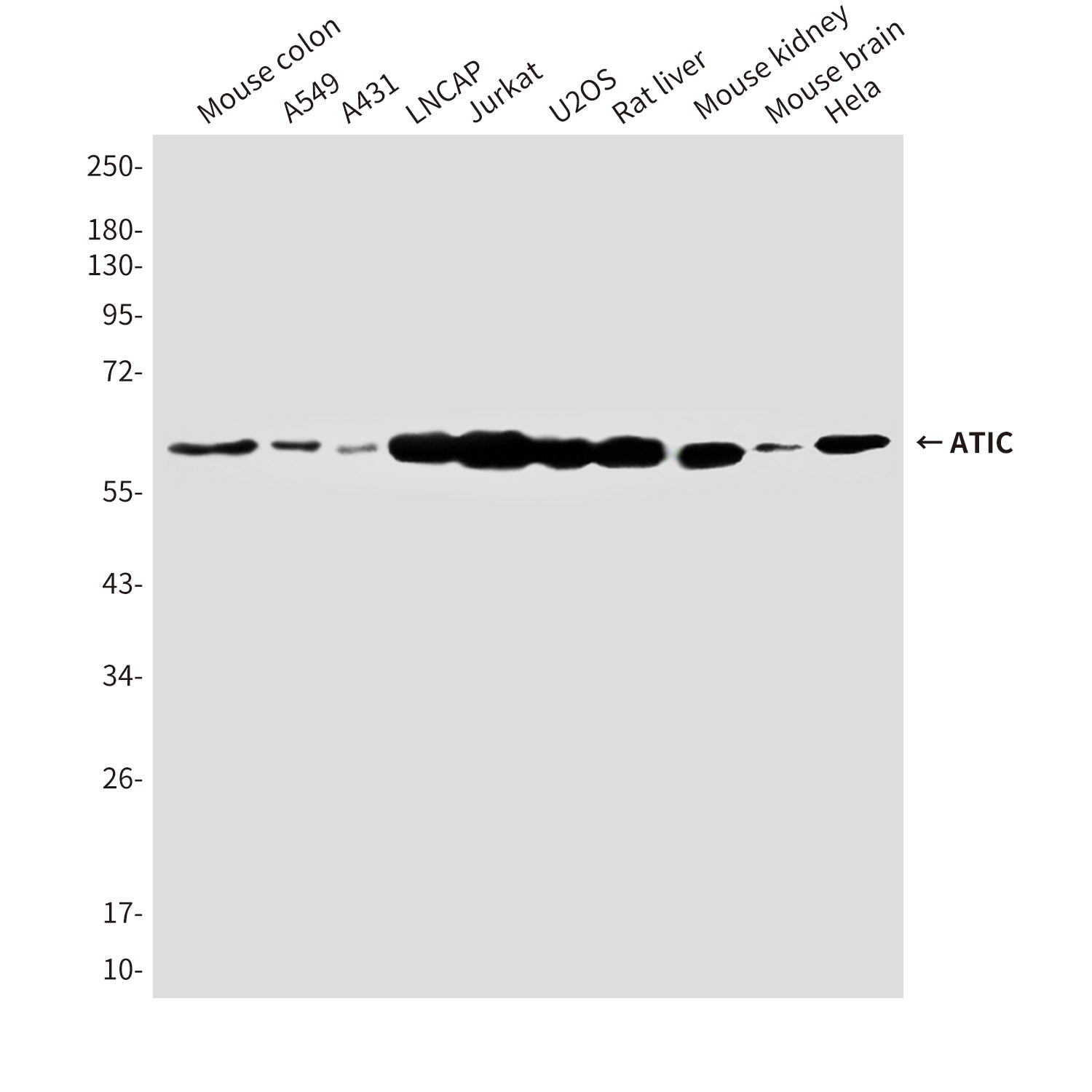 Anti-ATIC (3H12) Mouse Monoclonal Antibody