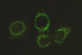 Anti-Pyruvate Dehydrogenase E2 (4A4) Mouse Monoclonal Antibody