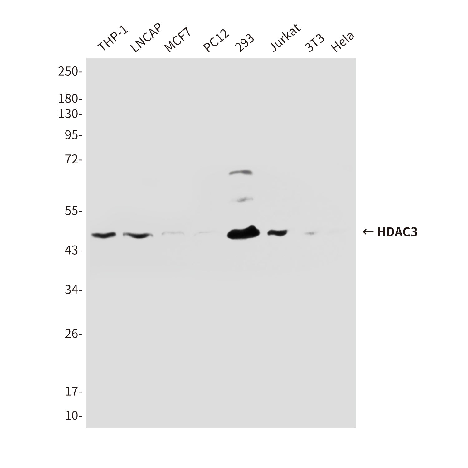 Anti-HDAC3 (3G3) Mouse Monoclonal Antibody