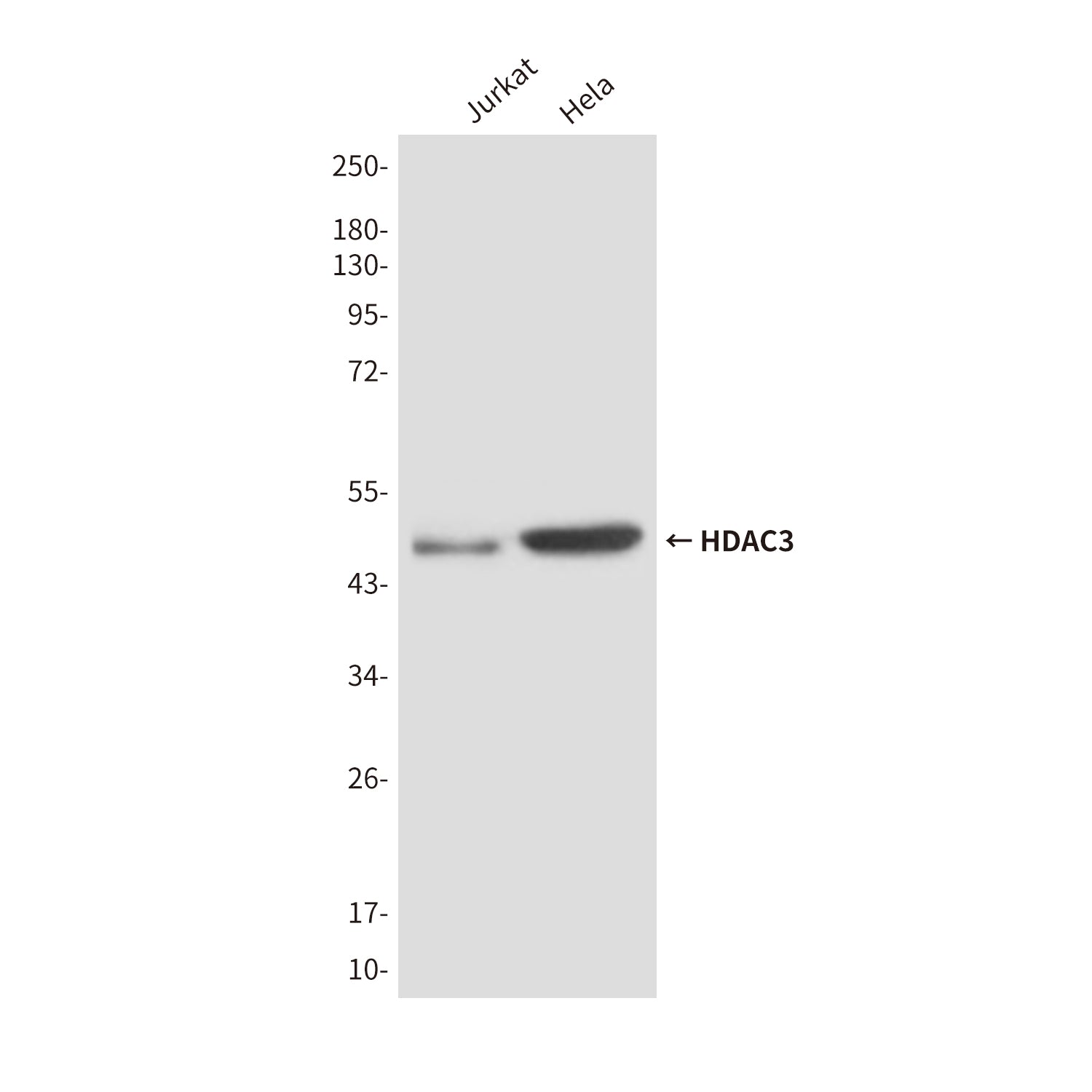 Anti-HDAC3 (3G3) Mouse Monoclonal Antibody
