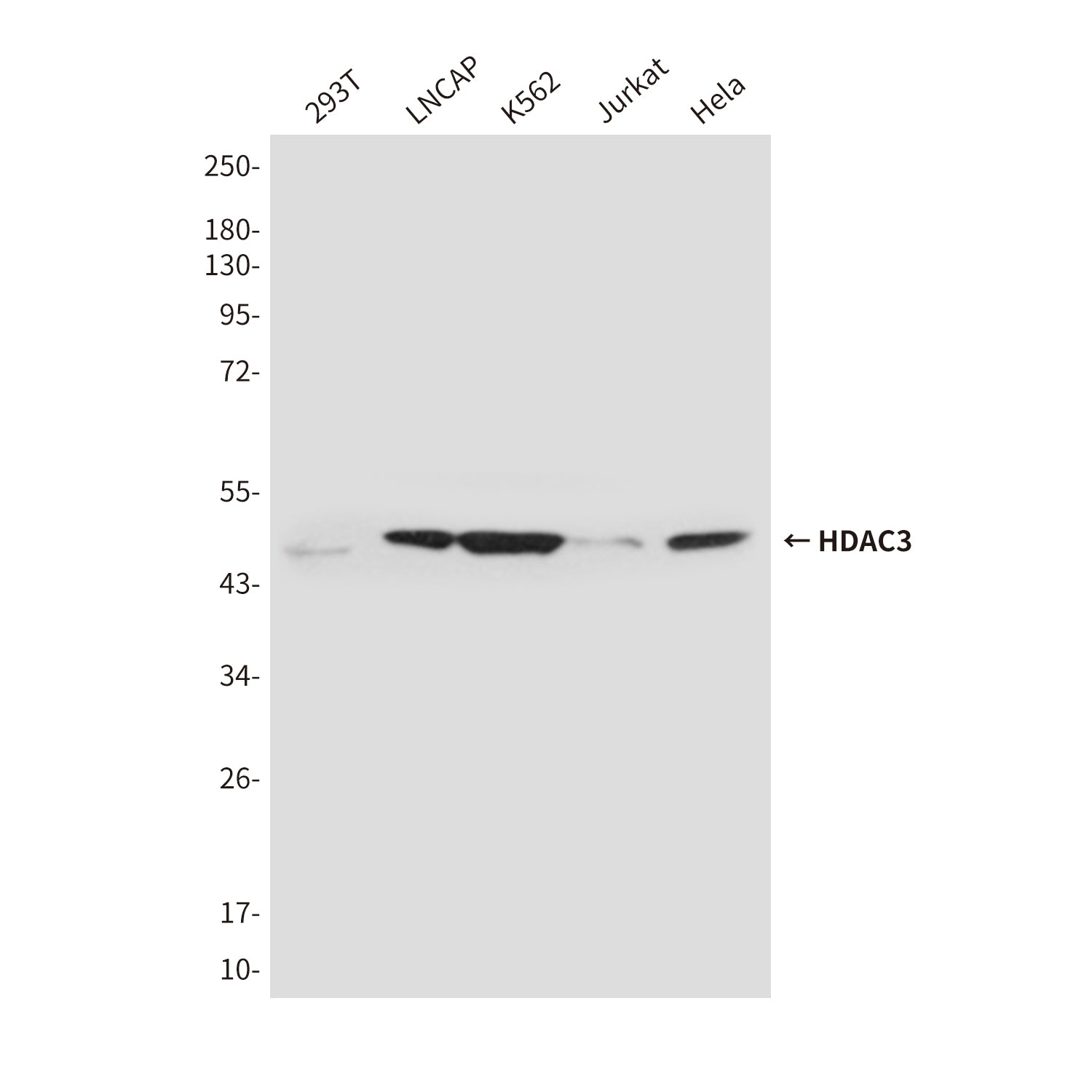 Anti-HDAC3 (3G3) Mouse Monoclonal Antibody