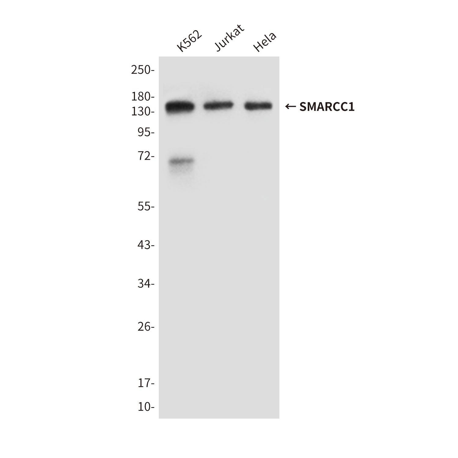 Anti-SMARCC1 (2A4) Mouse Monoclonal Antibody