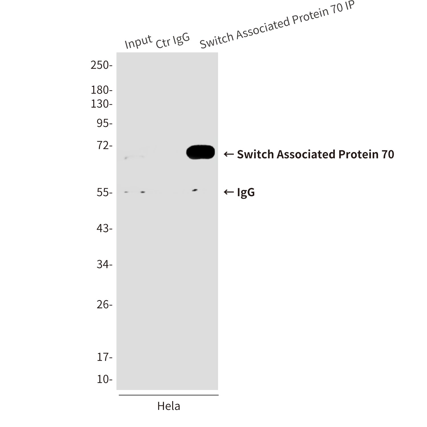 Anti-Switch Associated Protein 70 (2E9) Mouse Monoclonal Antibody