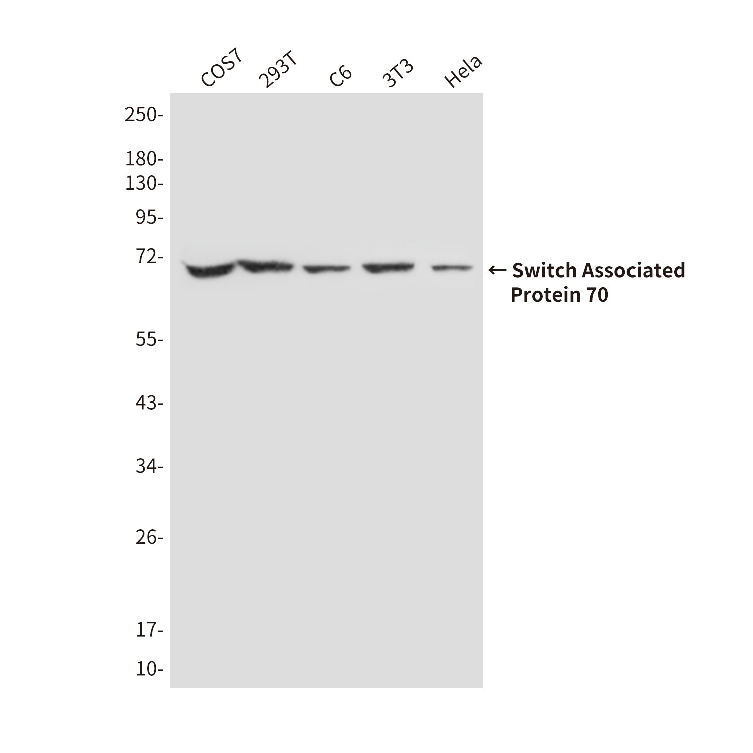 Anti-Switch Associated Protein 70 (2E9) Mouse Monoclonal Antibody