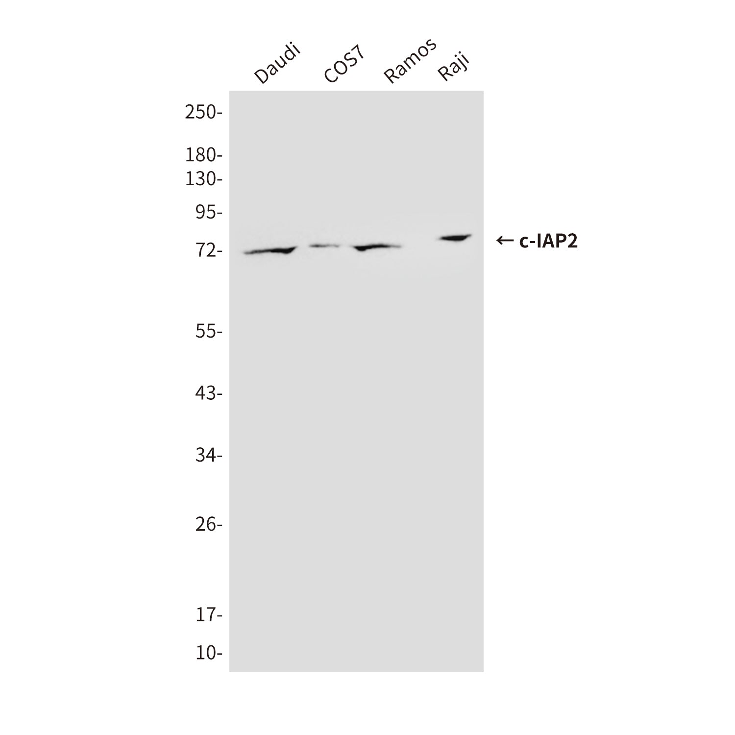 Anti-cIAP2 (1F12) Mouse Monoclonal Antibody
