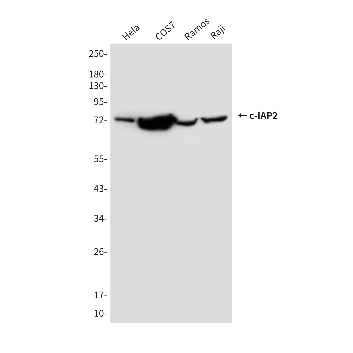 Anti-cIAP2 (1F12) Mouse Monoclonal Antibody