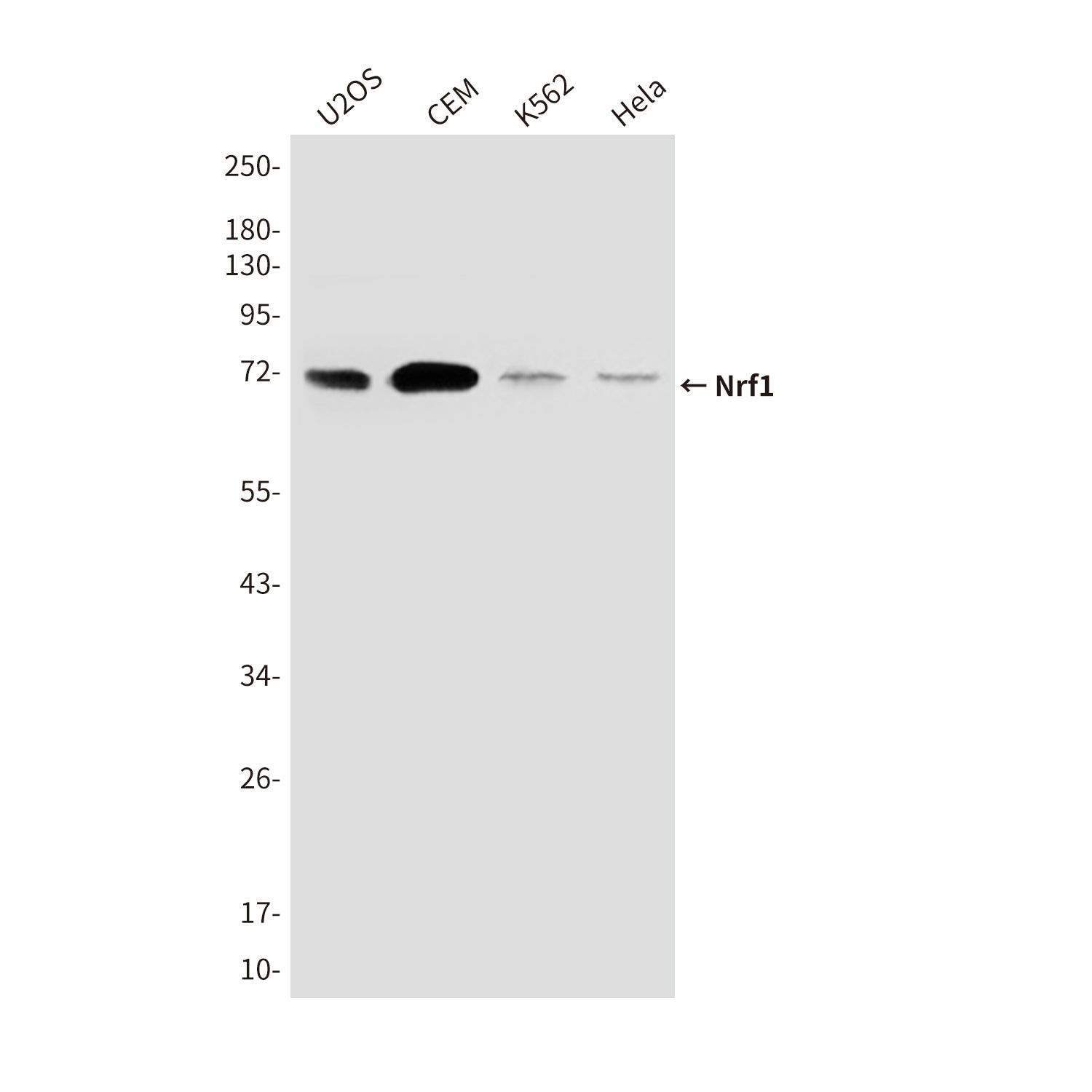 Anti-Nrf1 (9E6) Mouse Monoclonal Antibody