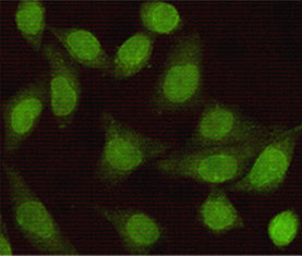 Anti-Smad2 (6H5) Mouse Monoclonal Antibody