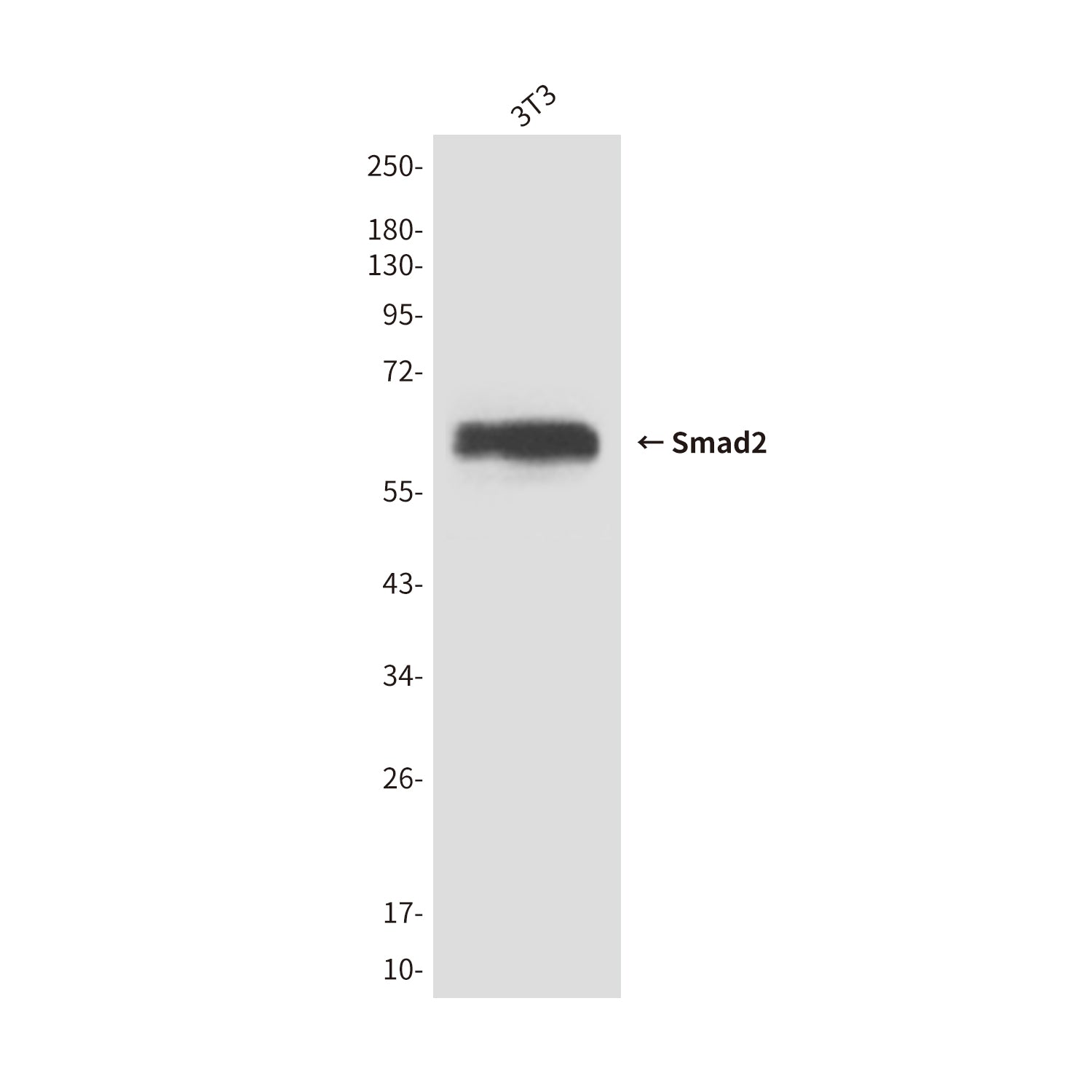 Anti-Smad2 (6H5) Mouse Monoclonal Antibody