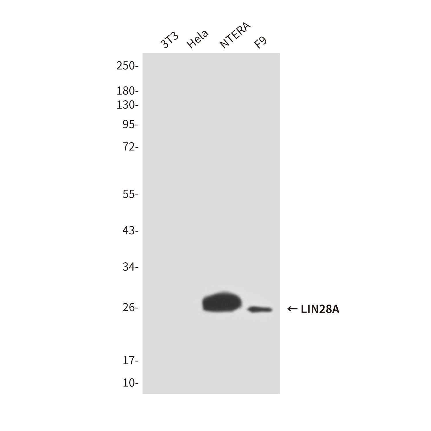 Anti-LIN28A (2C1) Mouse Monoclonal Antibody