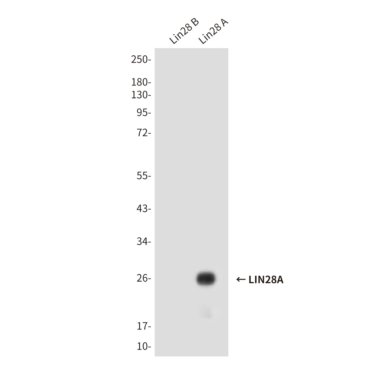 Anti-LIN28A (2C1) Mouse Monoclonal Antibody