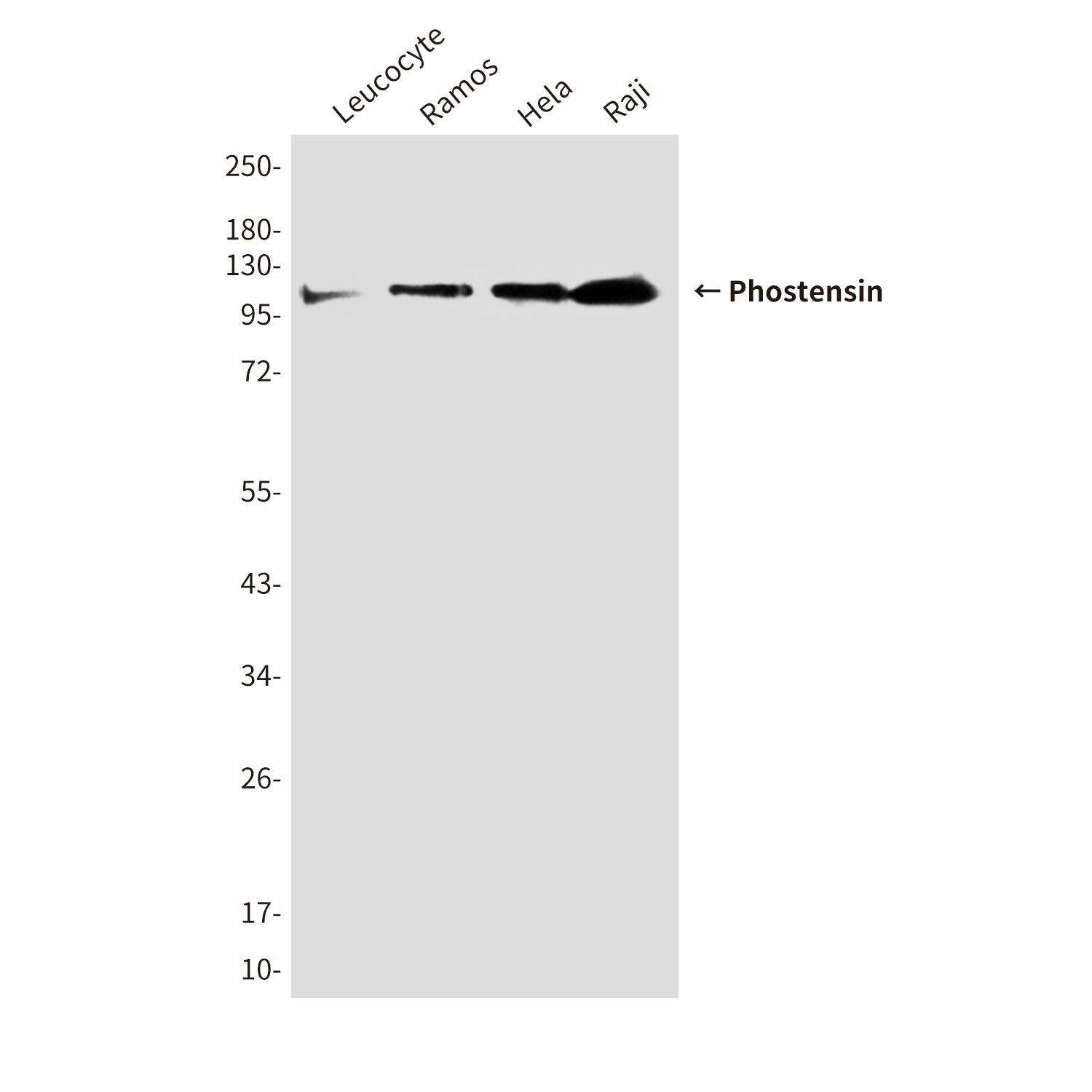 Anti-Phostensin (4B12) Mouse Monoclonal Antibody