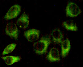 Anti-AMPK beta 1 (1A7) Mouse Monoclonal Antibody