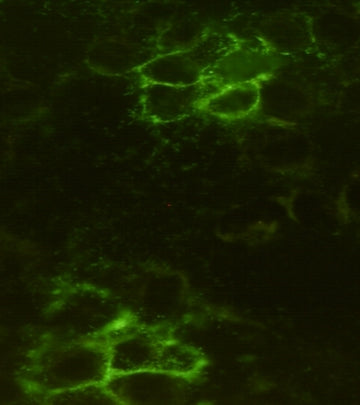 Anti-Noggin (1D2) Mouse Monoclonal Antibody