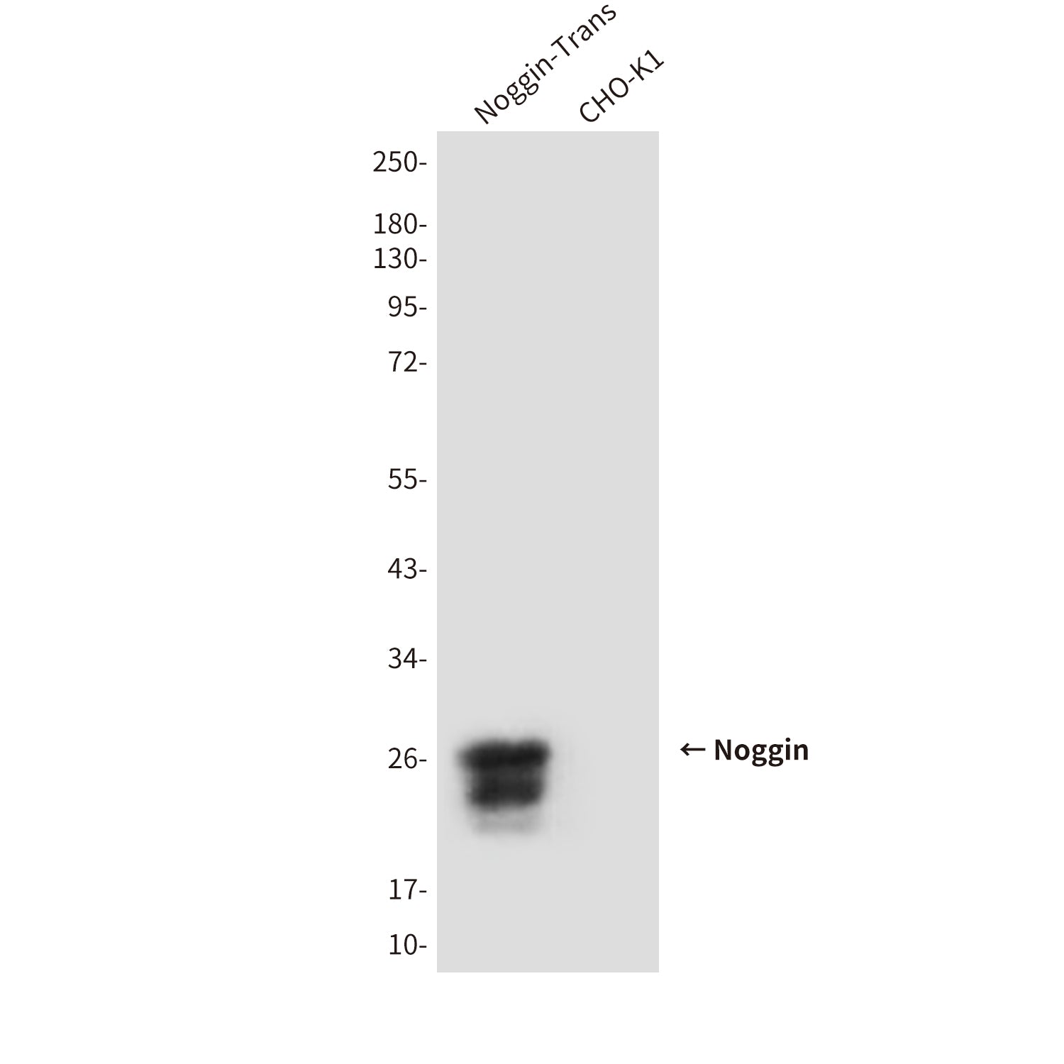 Anti-Noggin (1D2) Mouse Monoclonal Antibody