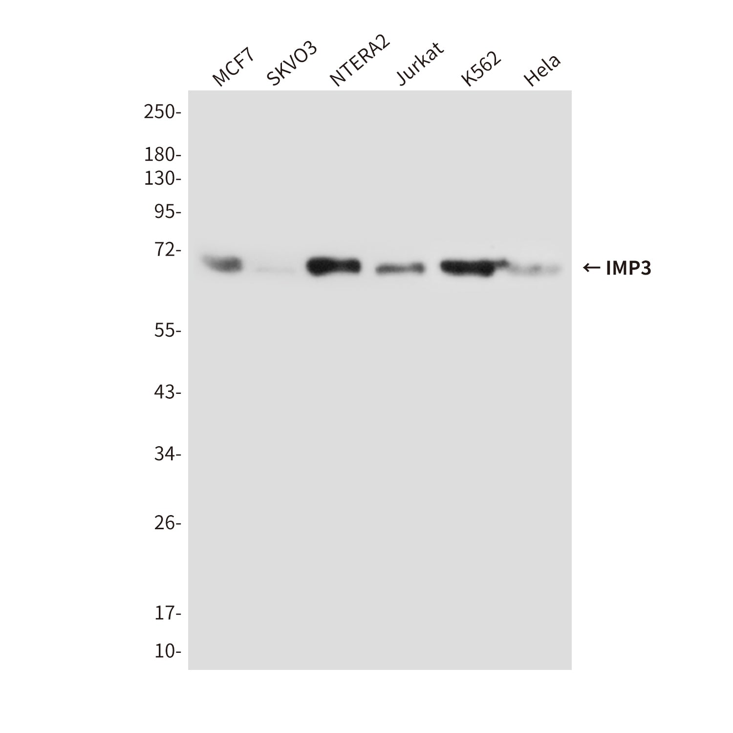 Anti-IMP3 (1F1) Mouse Monoclonal Antibody