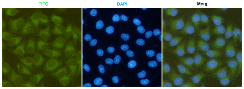 Anti-FAK (3D8) Mouse Monoclonal Antibody