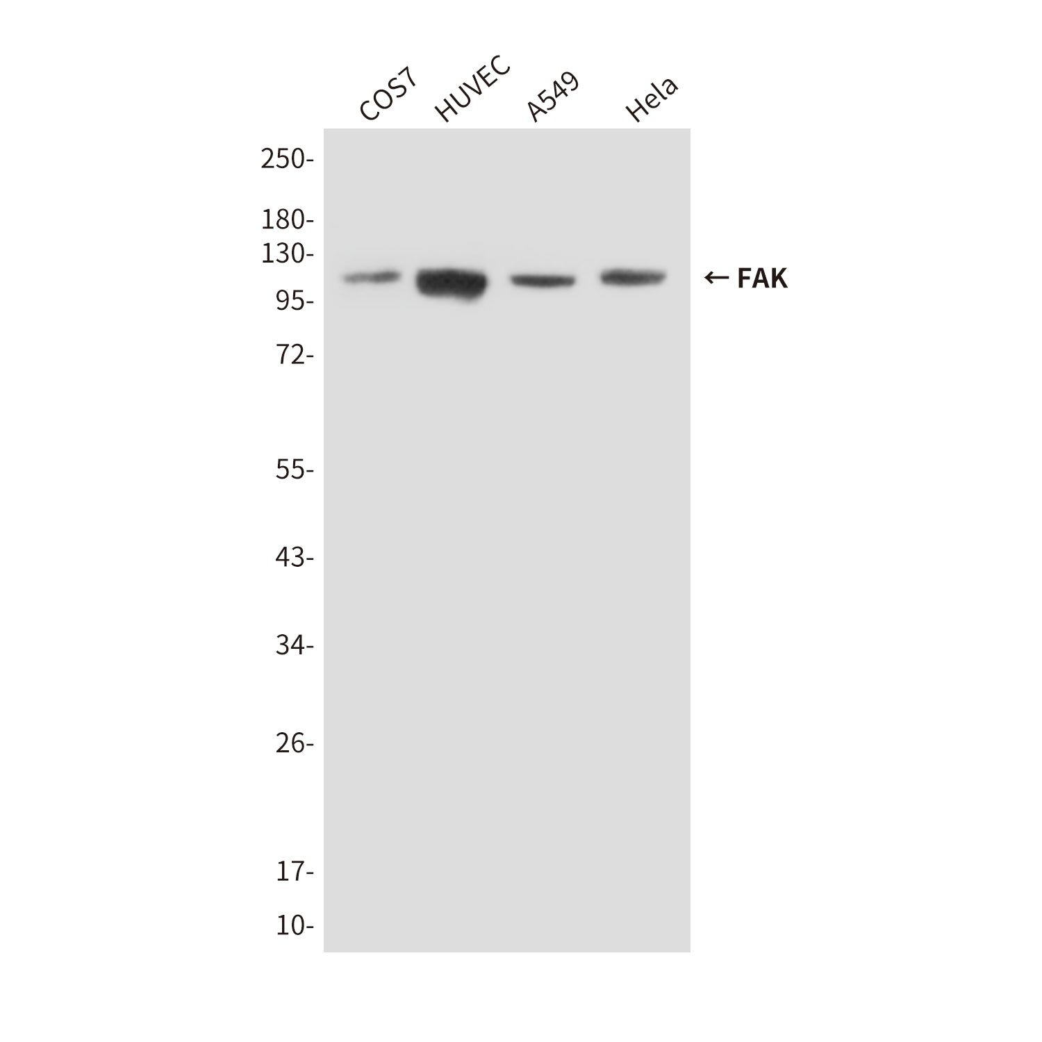 Anti-FAK (3D8) Mouse Monoclonal Antibody