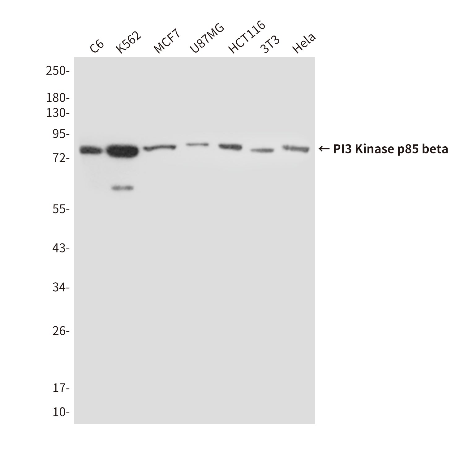 Anti-PI3 Kinase p85 beta (8D9) Mouse Monoclonal Antibody