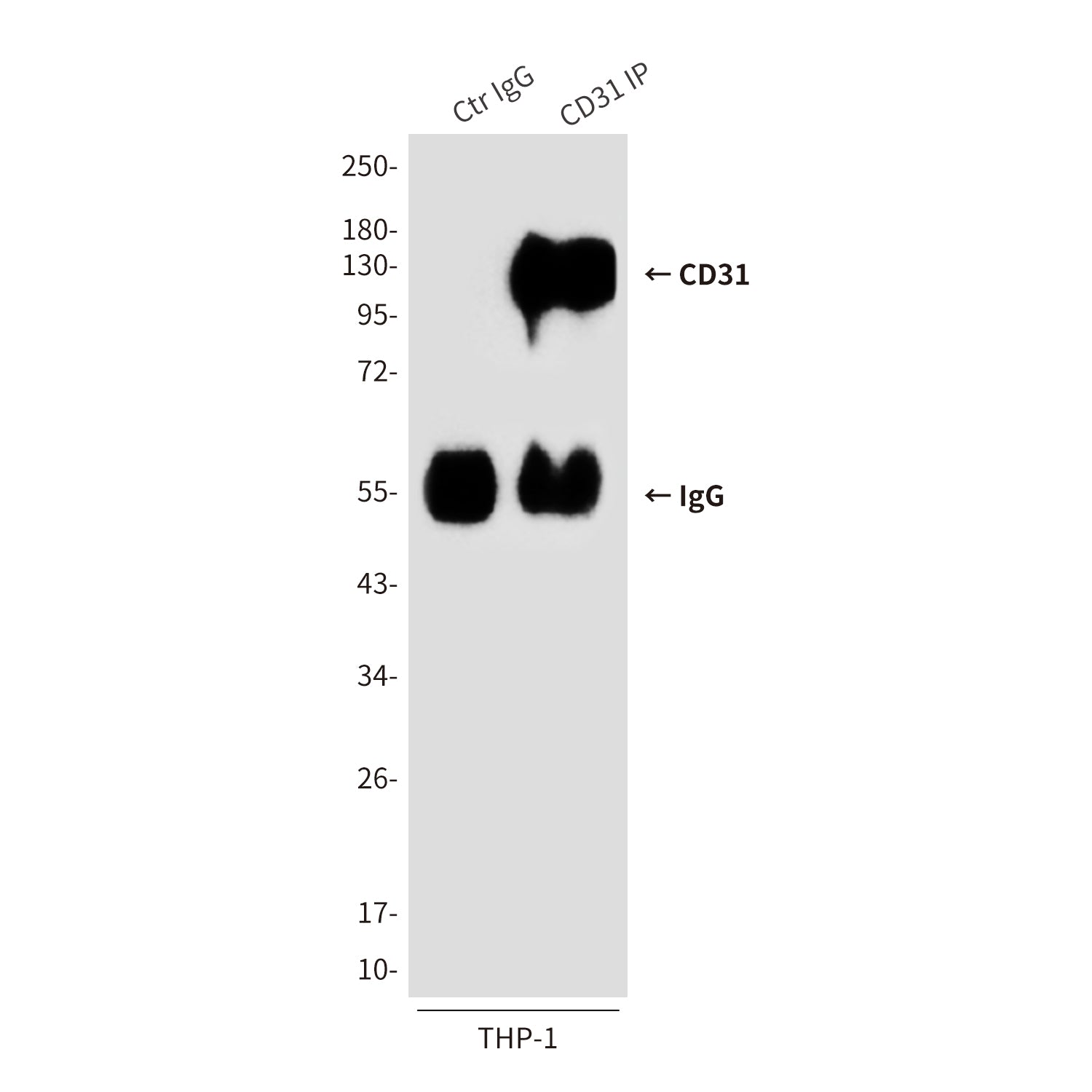 Anti-CD31 (2D3) Mouse Monoclonal Antibody