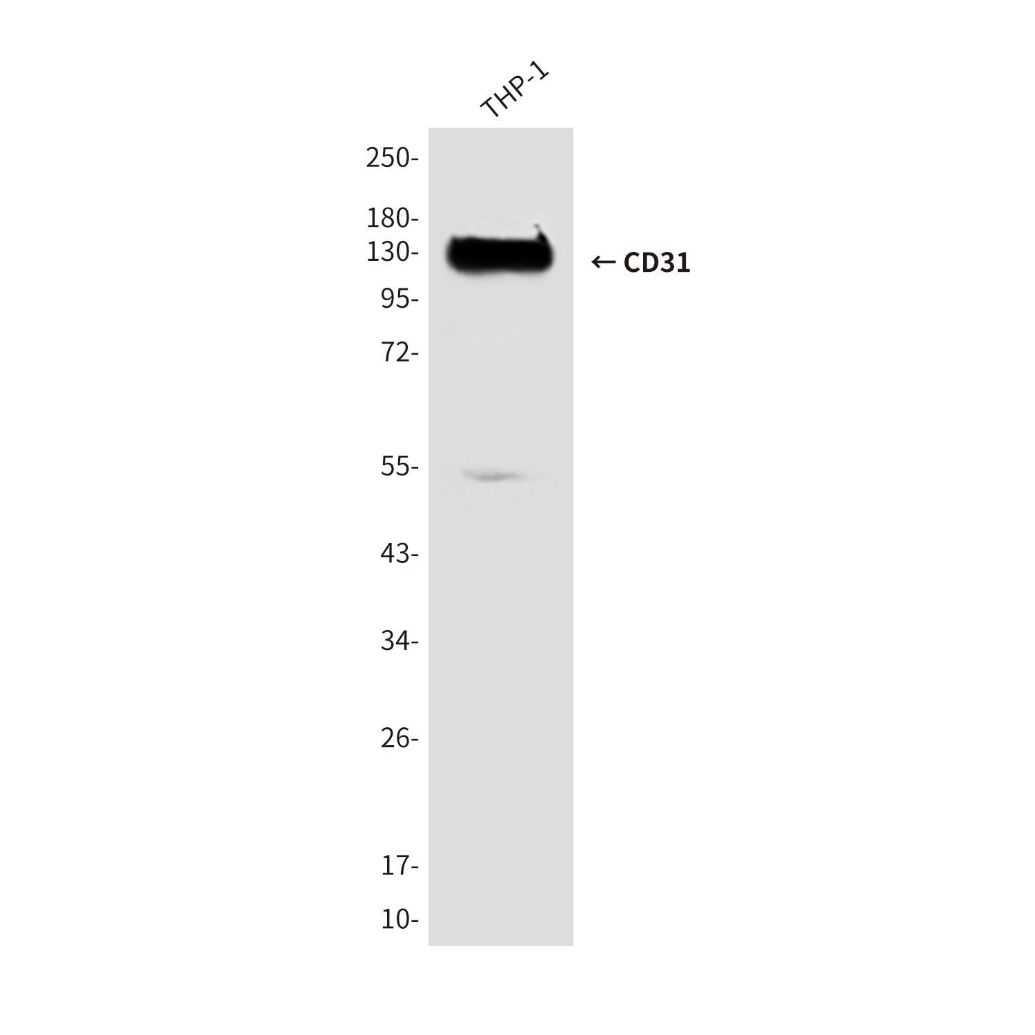 Anti-CD31 (2D3) Mouse Monoclonal Antibody