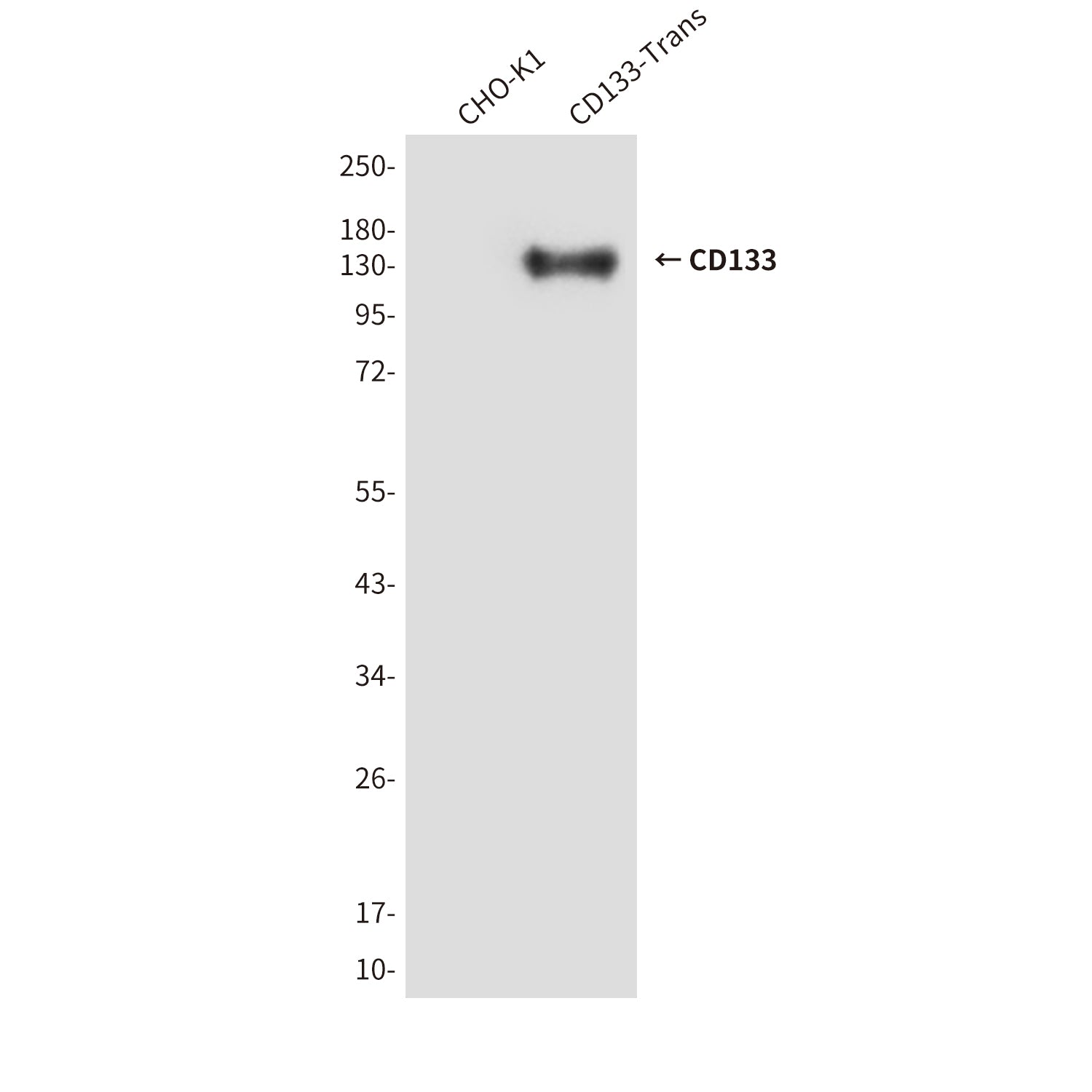 Anti-CD133 (6H10) Mouse Monoclonal Antibody