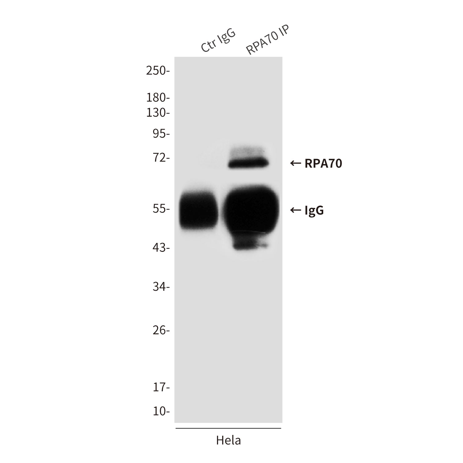Anti-RPA70 (8C3) Mouse Monoclonal Antibody