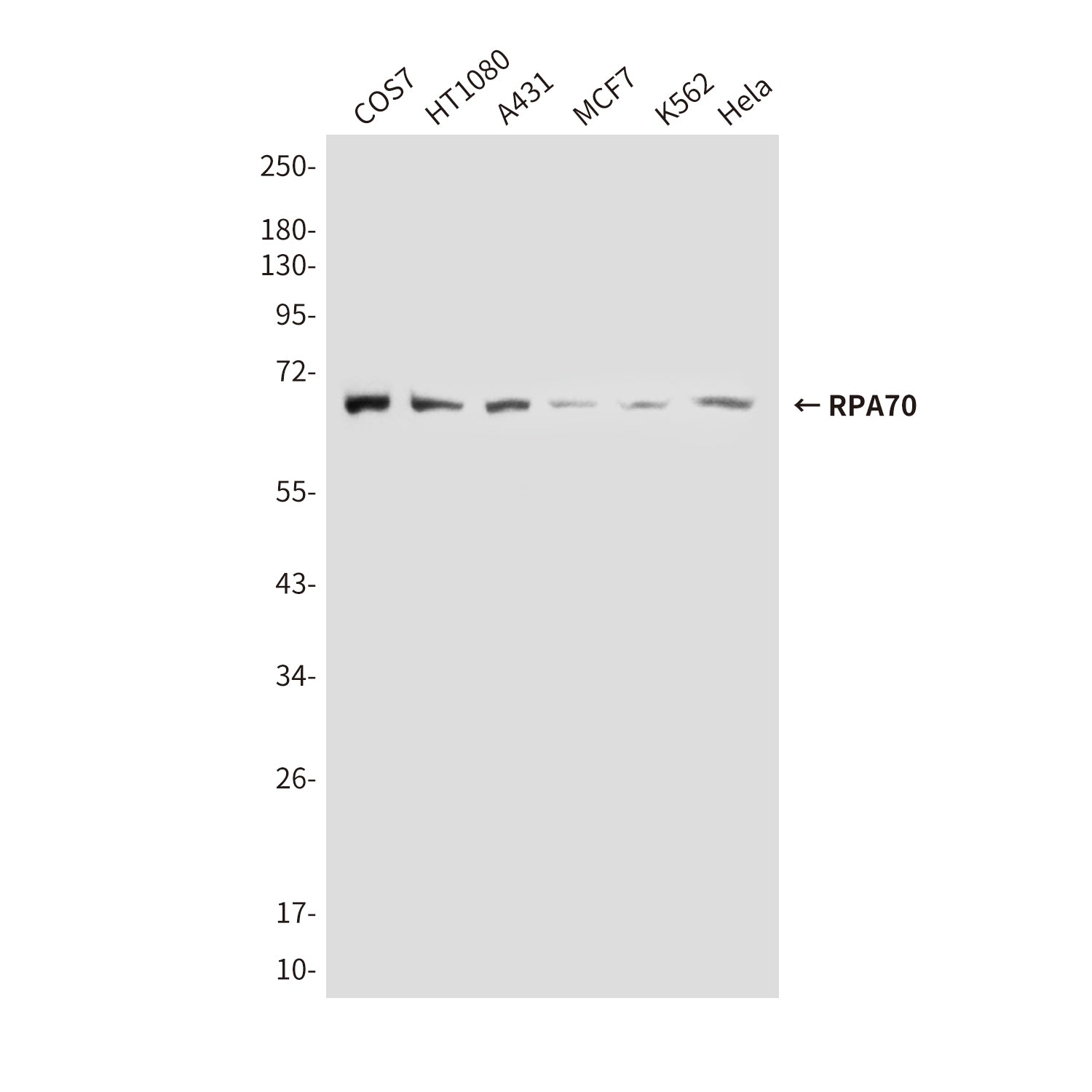 Anti-RPA70 (8C3) Mouse Monoclonal Antibody