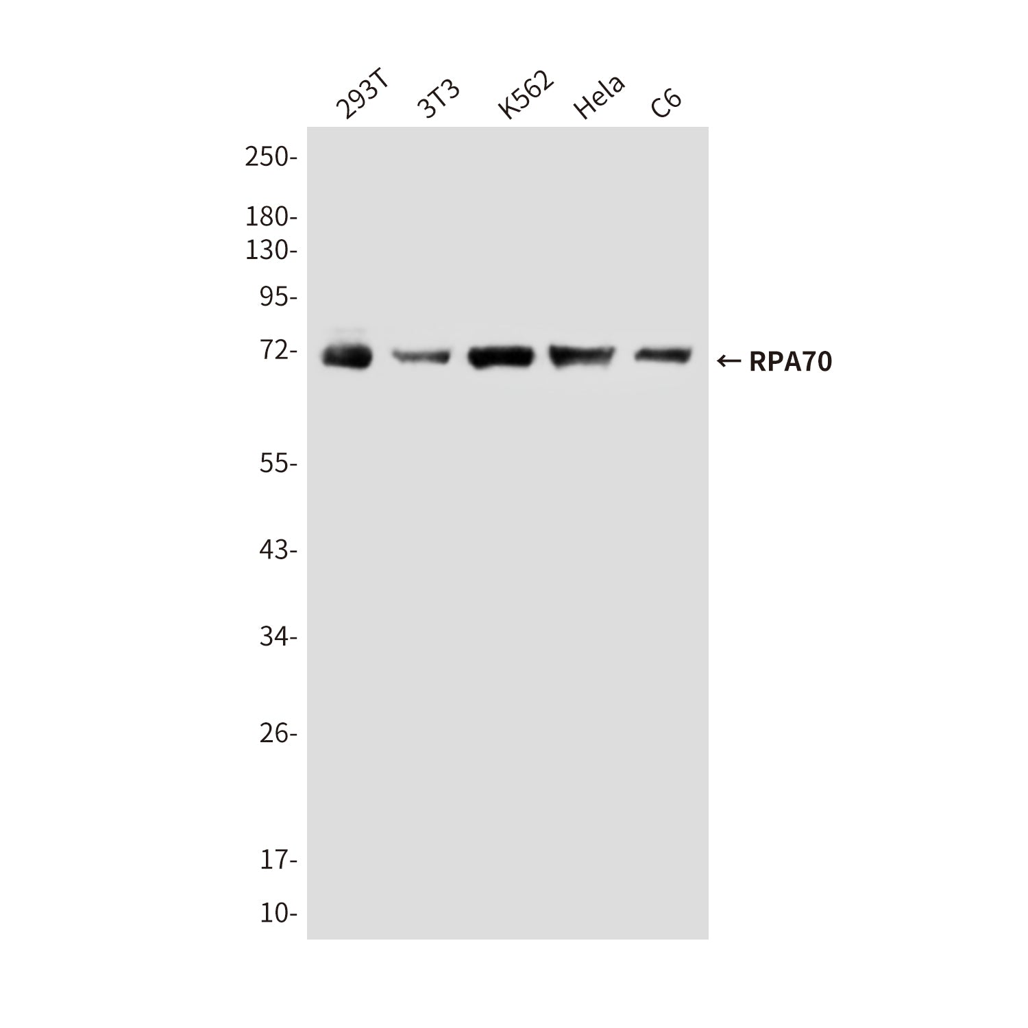 Anti-RPA70 (8C3) Mouse Monoclonal Antibody