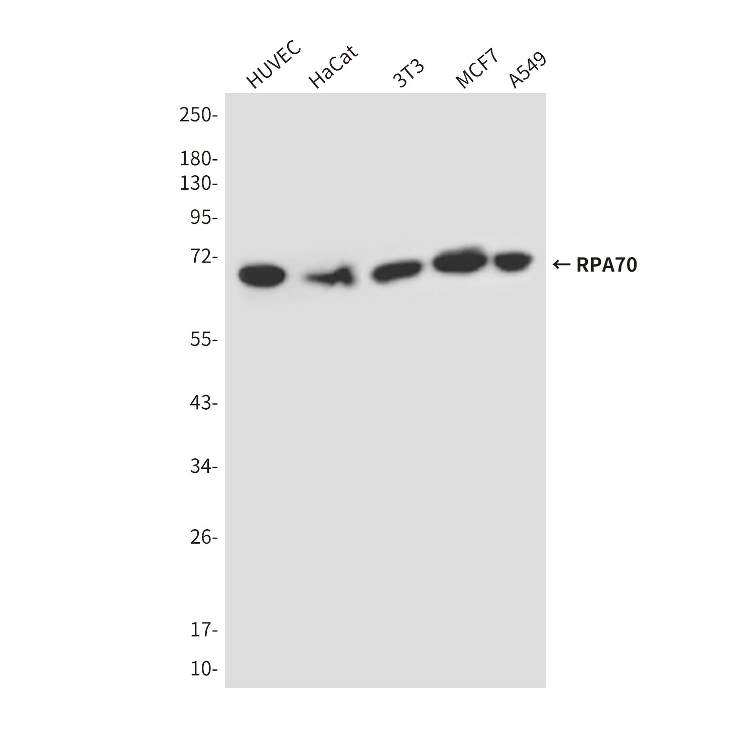 Anti-RPA70 (8C3) Mouse Monoclonal Antibody