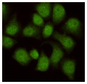 Anti-WDR77 (8A10) Mouse Monoclonal Antibody