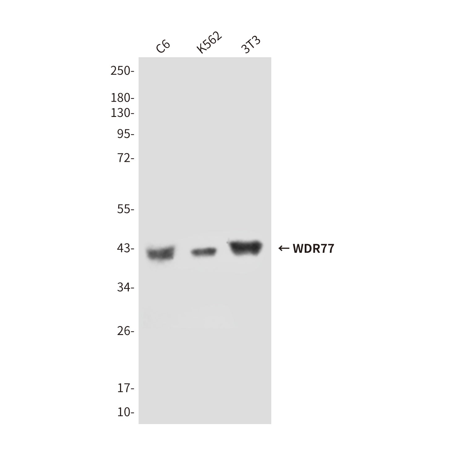 Anti-WDR77 (8A10) Mouse Monoclonal Antibody